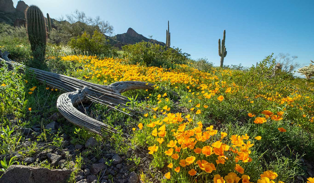 Regenerative Arizona Seasonal Bundle